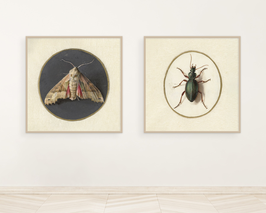 retro plakaty z owadami