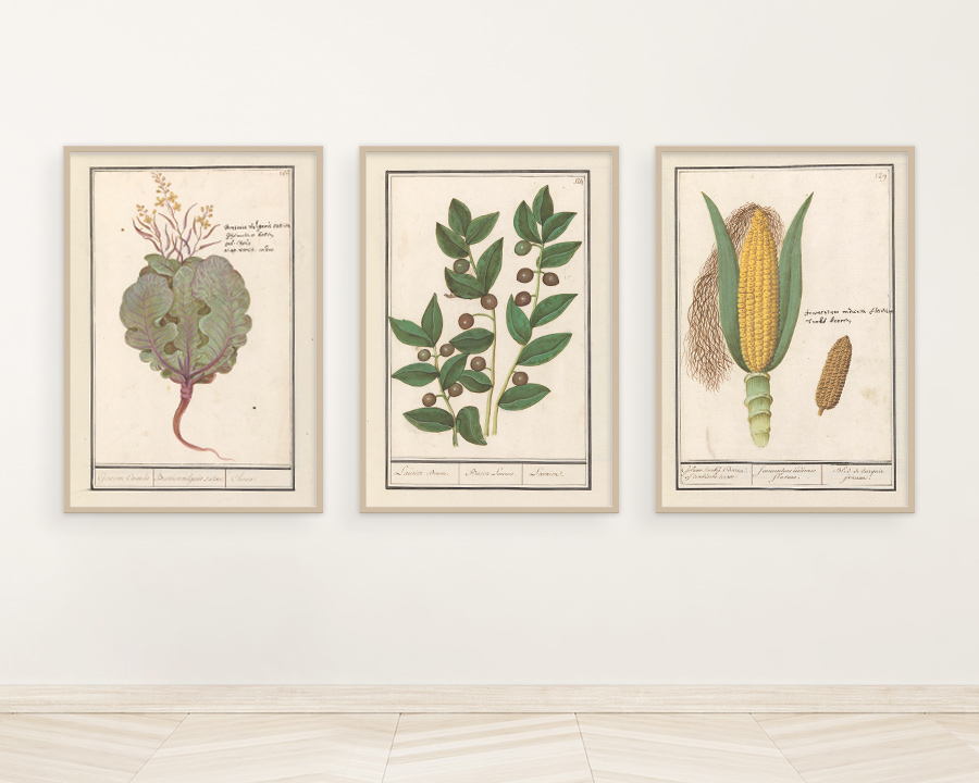 retro plakaty botaniczne