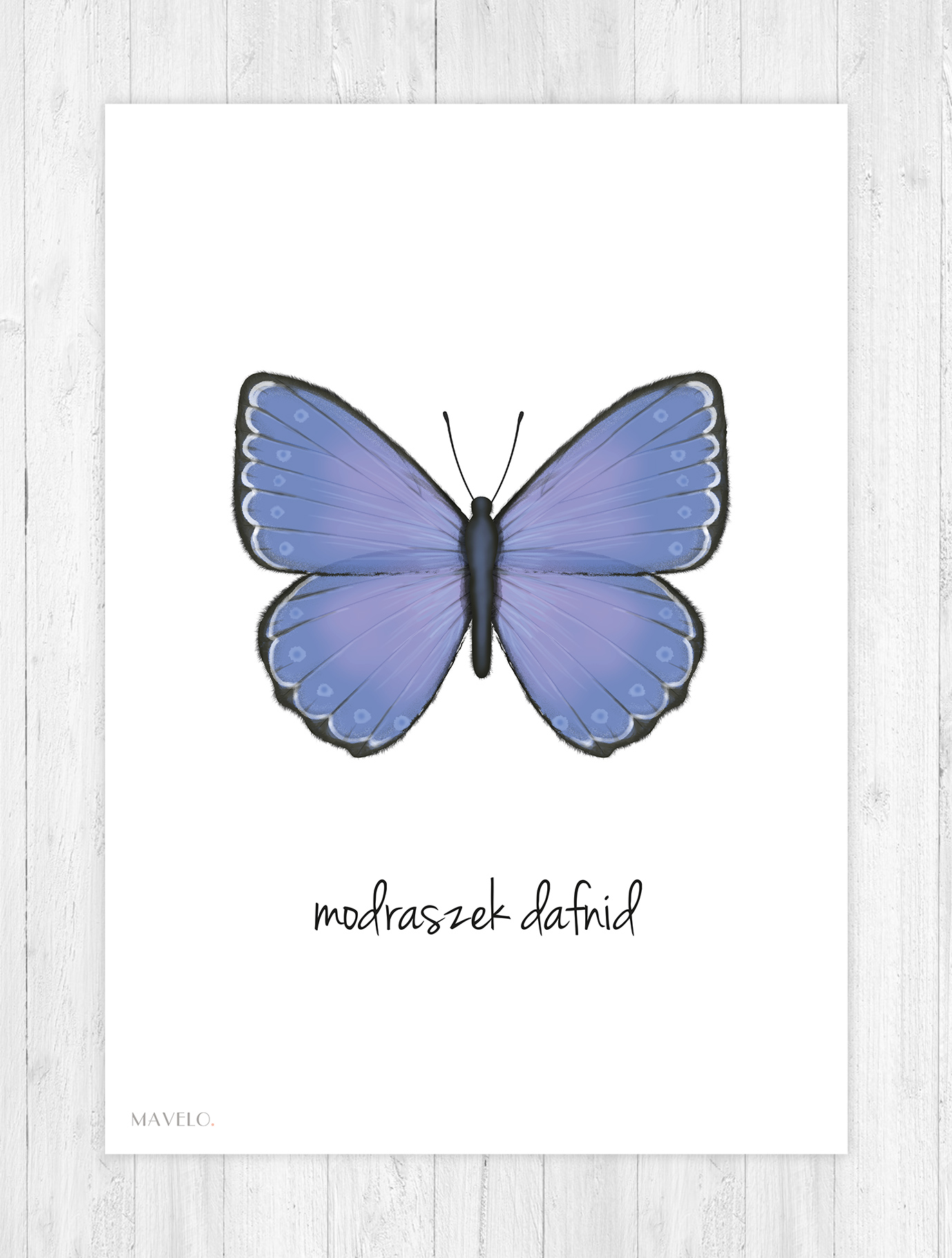 plakat z motylkiem